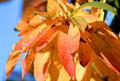 common medlar، کُنِس ، کُندِسو، خرمای گیلان، کُندُس